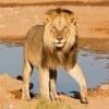 LION ZION